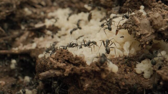 fourmis sauvent larves