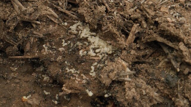 fourmis sauvent larves