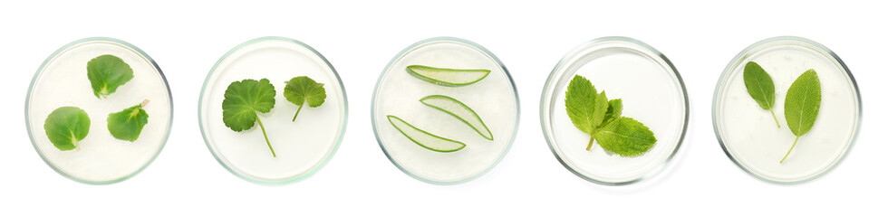 Petri dishes with different plants isolated on white, top view