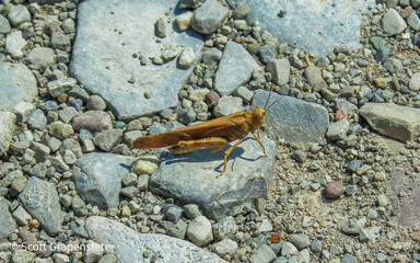 A grasshopper on a gravel path.