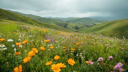 Wildflowers Blooming in a Mountain Meadow