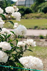 White peonies in the garden close-up