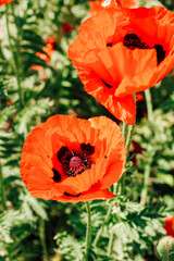 Red poppy flowers in the garden close-up