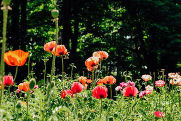Red poppy flowers in the garden close-up