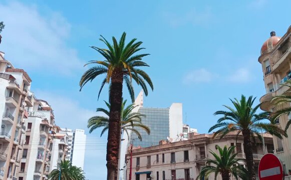 Palm tree standing tall amidst modern city architecture, Casablanca Morocco