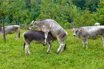Herd of gray horned cows on meadow breed Rätisches Grauvieh on a rainy summer noon at Swiss City of Zürich. Photo taken August 17th, 2024, Zurich, Switzerland.