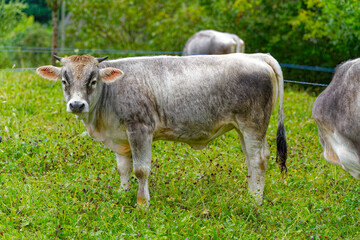 Herd of gray horned cows on meadow breed R&auml;tisches Grauvieh on a rainy summer noon at Swiss City of Z&uuml;rich. Photo taken August 17th, 2024, Zurich, Switzerland.