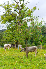 Herd of gray horned cows on meadow breed Rätisches Grauvieh on a rainy summer noon at Swiss City of Zürich. Photo taken August 17th, 2024, Zurich, Switzerland.