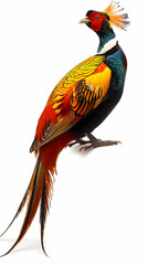 Fototapeta premium golden pheasant,Luxurious golden pheasant with an open tail.