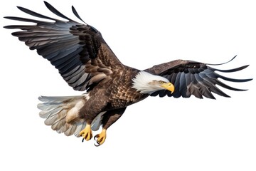 Obraz premium Bald eagle flying animal bird.