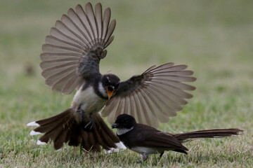 fantail birds spreading its wings