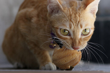cunning orange cat steals snack on the street