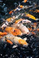 There are a lot of orange carp in the pond water