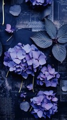 Purple hydrangea flowers petal plant blue.