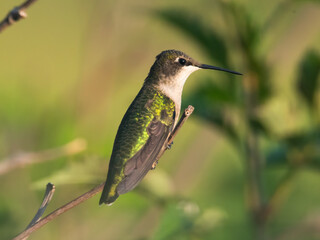 Ruby throated hummingbird perched on branch