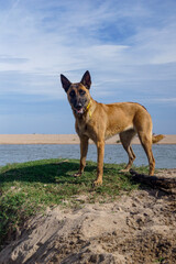 Belgian Malinois dog playing at the beach, female, dog, 