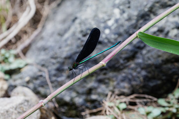 ハグロトンボ01