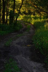 Obraz premium Muddy dirt path winding through a dense forest with warm sunlight filtering through the trees, capturing the serene and natural beauty of a rural woodland setting.