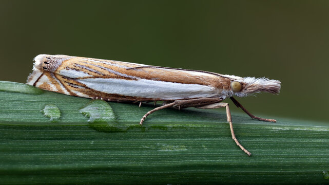 Grasmotte aus der Familie der Crambidae