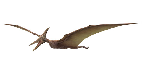 Pterodactyls isolated on a Transparent Background