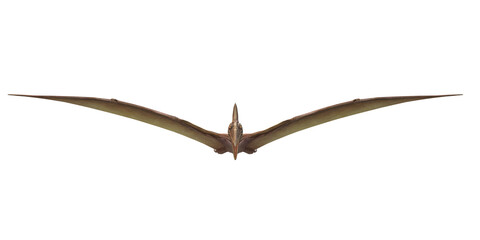 Obraz premium Pterodactyls isolated on a Transparent Background