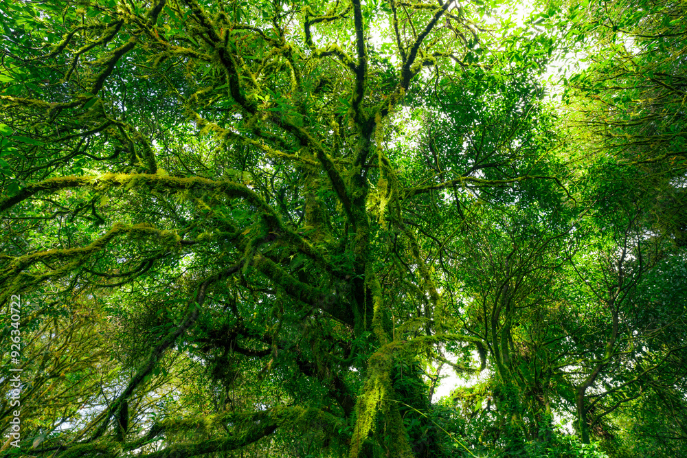 Wall mural looking up view of tree trunk to green leaves of tree in forest with sun light. fresh environment in