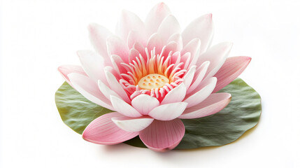 Stunning Blooming Lotus Flower Isolated on White Background