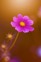 Różowy kwiat Kosmos pierzasty (Cosmos bipinnatus), letni ogród, ozdoba ogrodu, botaniczna...