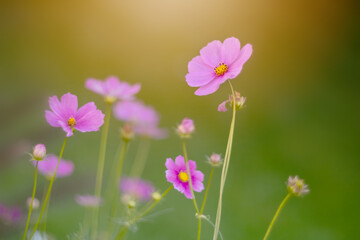 Różowy kwiat Kosmos pierzasty (Cosmos bipinnatus), letni ogród, ozdoba ogrodu, botaniczna odmiana, piękno natury, naturalna kwiatowa tapeta, rozmyte tło, wzór kwiatowy	