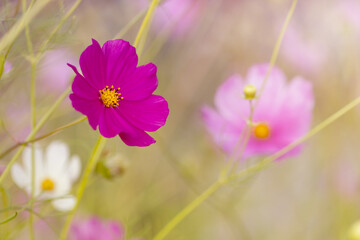 Różowy kwiat Kosmos pierzasty (Cosmos bipinnatus), letni ogród, ozdoba ogrodu, botaniczna...