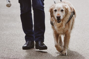 Un chien guide golden retriever en balade avec son maitre malvoyant