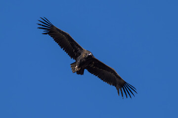 Buitres en la Sierra de Guadarrama