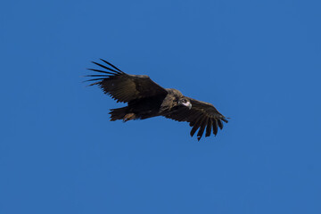 Buitres en la Sierra de Guadarrama