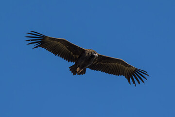 Obraz premium Buitres en la Sierra de Guadarrama