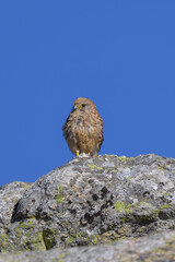 Cernicalo en la Sierra de Guadarrama