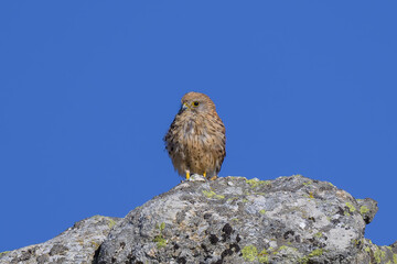 Cernicalo en la Sierra de Guadarrama