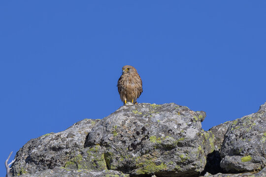 Cernicalo en la Sierra de Guadarrama