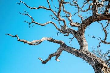 A Bare Tree Branching Out Against a Clear Blue Sky