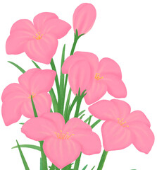 pink Zephyranthes flowers