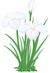 white Zephyranthes flowers