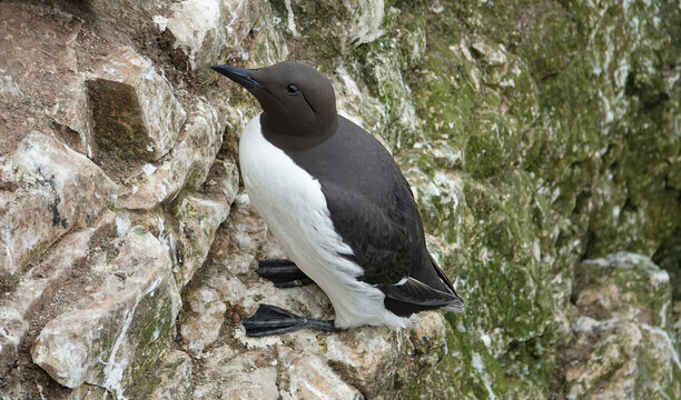 Guillimot seabird (uria) perching on a cliff