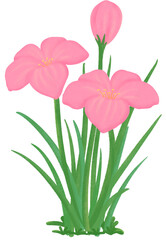 pink Zephyranthes flowers