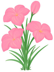 pink Zephyranthes flowers