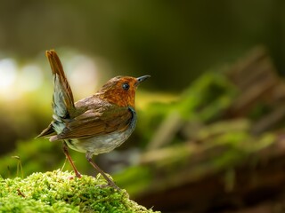 森の中で苔生した倒木の上で周りを見渡しているコマドリの雄