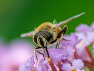 Biene