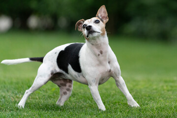 jack russell terrier