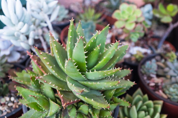Aloe plant growing on pot. Succulents for poster, calendar, post, screensaver, wallpaper, postcard, banner, cover, website. High quality photo