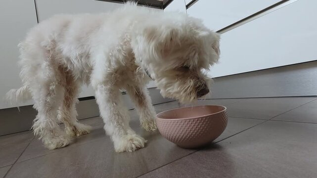 4k handheld wide shot Video at 25 fps of a White Bichon Dog Eating a Bowl of Rice with Meat at Home