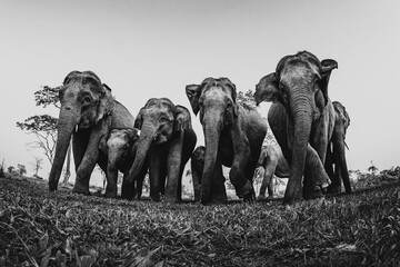 Low angle fisheye perspective of a herd of asian elephants lead by a matriarch crossing a meadow with short grass at Manas National Park, Assam