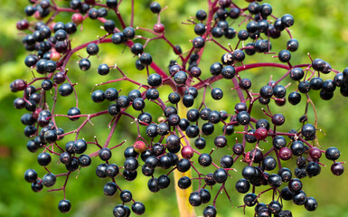 Black elderberry branch with fruits.